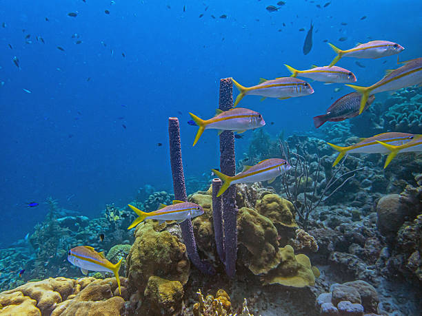 istock Caribbean coral garden Bonaire 2248870685