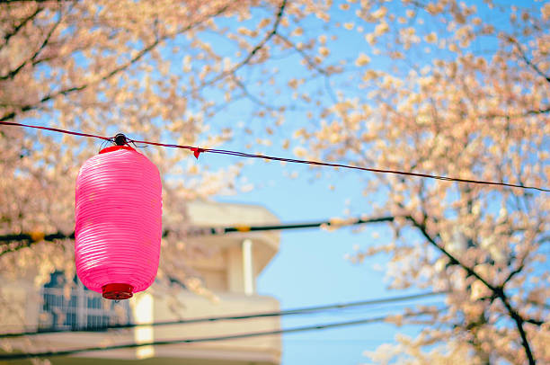 A bright pink paper lantern hanging on a wire among blooming cherry blossoms under a clear blue sky. Captured with a shallow depth of field, this springtime scene evokes traditional Japanese festivals, seasonal celebrations, and the beauty of sakura. Ideal for themes such as hanami, spring events, Japan travel, and seasonal imagery.