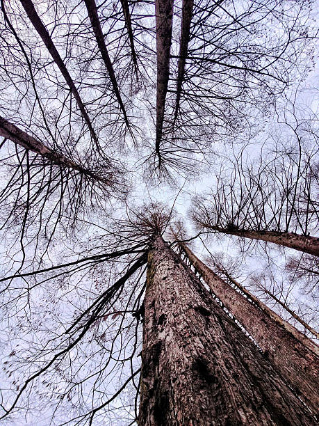 A view looking up at tall forest trees forming a natural canopy against the sky. The branches create an intricate pattern, capturing the calm and atmospheric mood of a dense woodland. Ideal for themes such as nature, forests, tranquility, environment, backgrounds, and outdoor exploration.