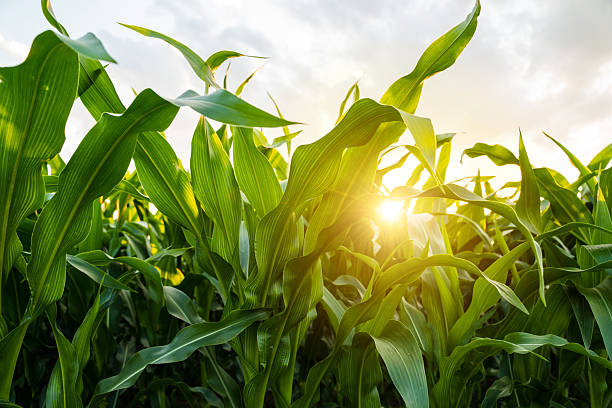 istock Sunlight shining through green corn leaves in summer field 2248874899