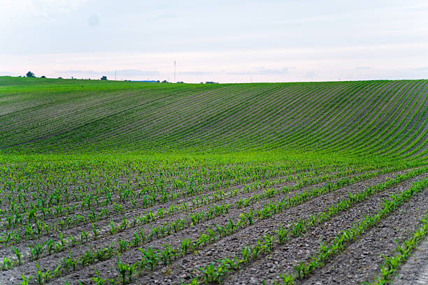 istock Wide farmland landscape with young corn plants growing in rows on rolling hills 2248875886
