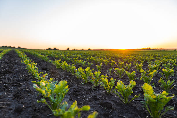 istock Sugar beets grow in rows on plantations in a sunset. 2248876257