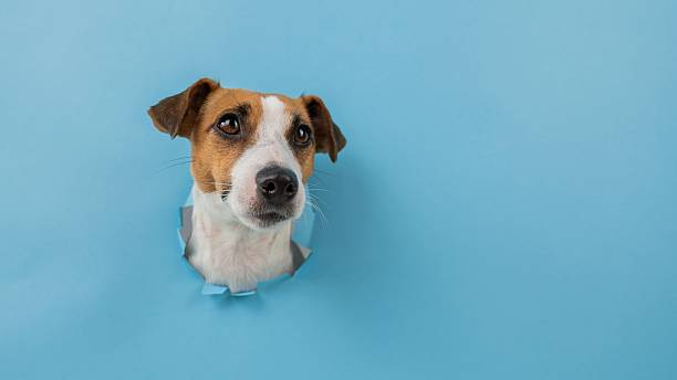 istock Funny dog muzzle from a hole in a paper blue background. Copy space. 2248876346