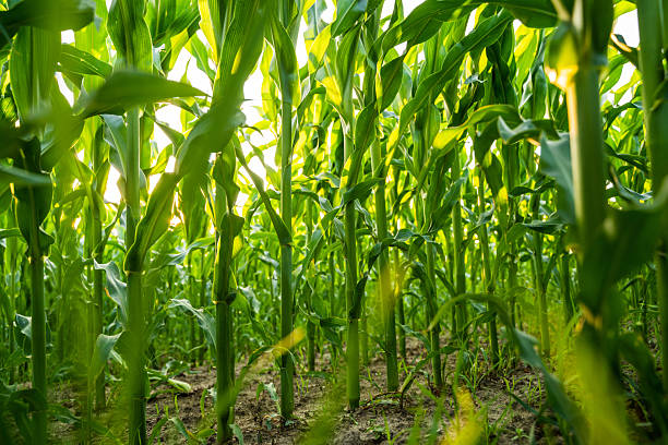 istock Close up view inside tall cornfield with green maize stems and leaves in sunlight 2248876503