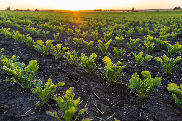 istock Beetroot seedlings in fertile soil on field, rows in perspective. Agriculture, cultivation. 2248876624