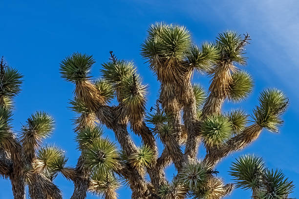 Closeup of Joshua tree (Yucca brevifolia) in California's Mojave Desert. Blue sky and wispy clouds above in the background.