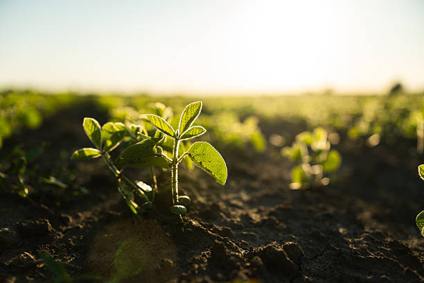 istock A small Soybean seedling grows on an agricultural field. Soy bean sprouts growing. Soybean plant at sunset. Agrarian industry, Agricultural process. 2248877394