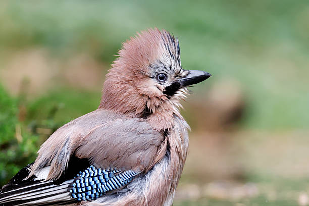Eurasian Jay washing (Garrulus glandarius)