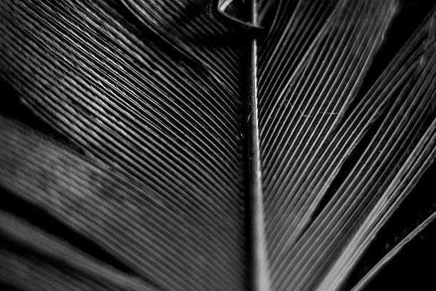 istock Macro photography of feathers 2248879959