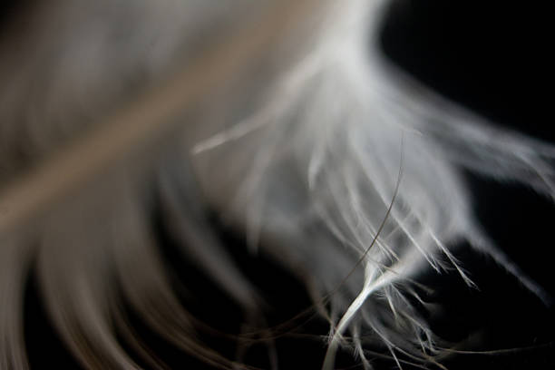 istock Macro photography of feathers 2248879996