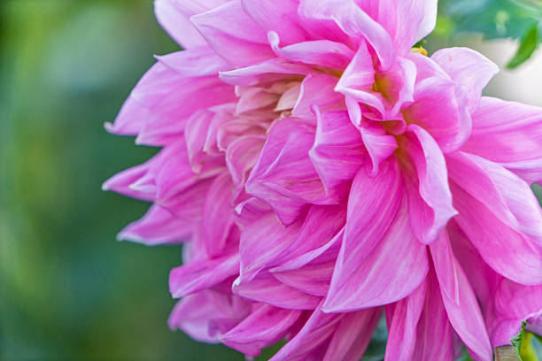 A close-up side view of a pink dahlia flower in full bloom, highlighting the delicate texture of its petals in soft light.