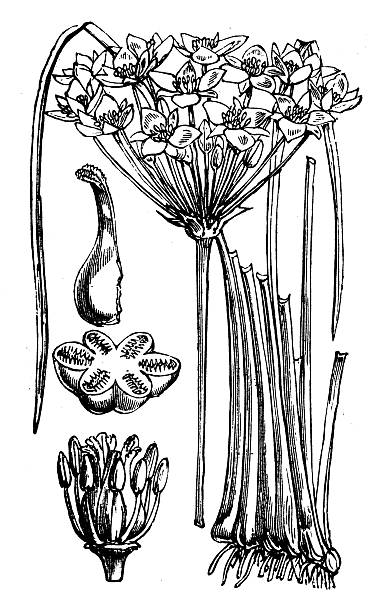 Antique Botany Illustration: Alismataceae, Butomus umbellatus