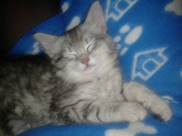 istock Little cutie having a nap 2248883962