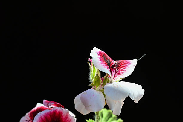 Close-up of orchids against a black background.