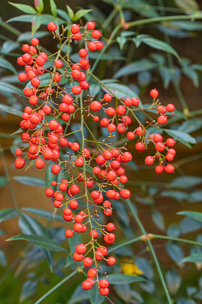 istock Red Berries of Heavenly Bamboo 2248885624