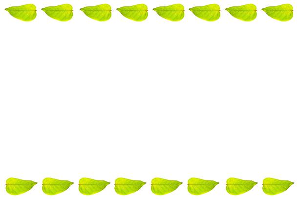A fresh green leaf border creates a natural frame that provides a clean and inviting backdrop