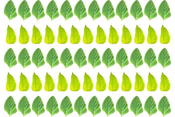 A rhythmic repetition of fresh green leaves against a clean white background creates an organic vibe