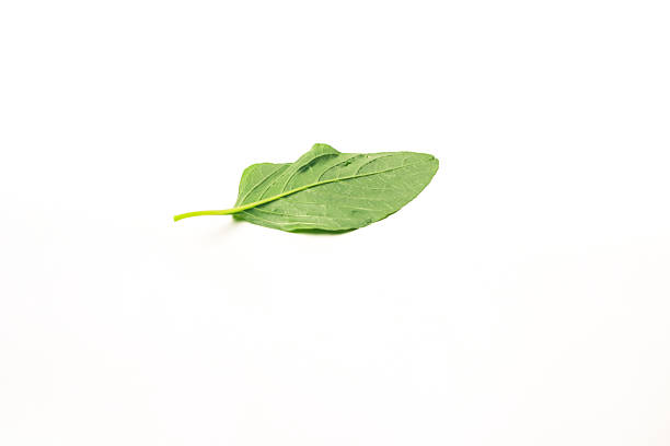 A single fresh green spinach leaf is showcased against a stark white backdrop creating a clean and minimalist image