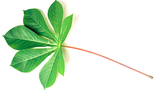 A single fresh cassava leaf with a long stem set against a white backdrop