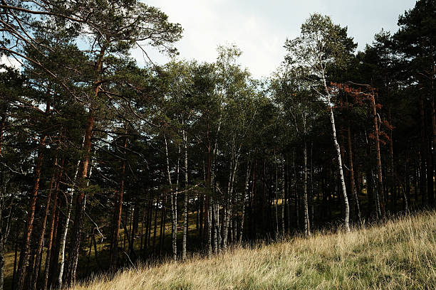 Forest slope with birch and pine trees in Divcibare, Serbia