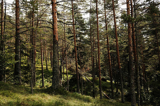 Pine forest landscape in Divcibare, Serbia with tall trees on a hillside