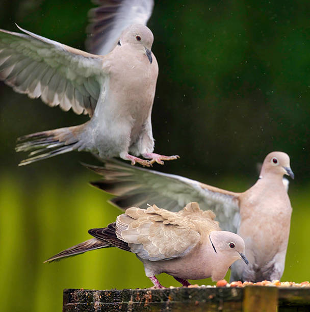 Two pigeons stroll side by side through a lush park filled with blooming flowers in various colors. The bright garden backdrop enhances the serene atmosphere as they explore their surroundings on a warm, sunny day.