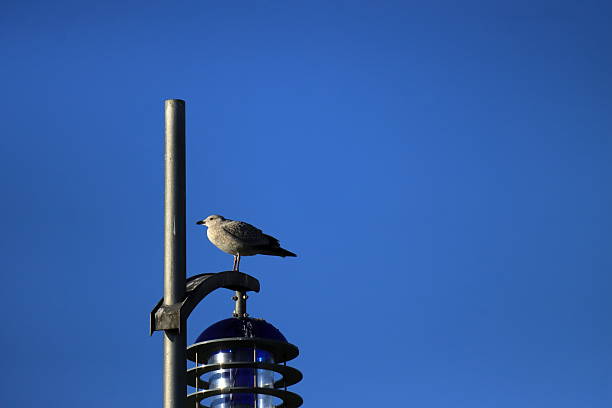 A lone seagull stands atop a curved metal arm above a modern streetlamp with circular rings and a blue-tinted cover. The clear sky behind enhances the contrast, capturing a quiet moment of natural presence amid urban design.