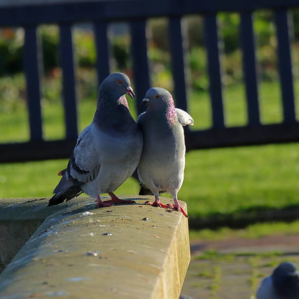 One feral pigeon leans gently toward its companion, suggesting quiet companionship. Their iridescent neck feathers catch the sunlight. The curved concrete surface and soft-focus grass and fencing behind evoke a peaceful urban park environment.
