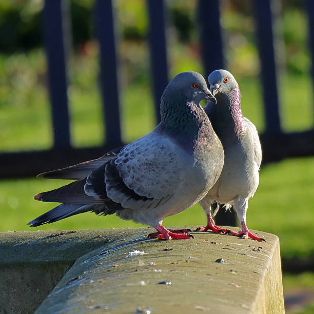 istock Vivid-Necked Pigeons Share Close Contact on Sunlit Ledge in Park Setting 2248890287