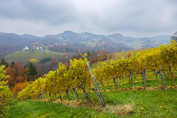 Vineyard rows with golden leaves in Styria, Austria during autumn