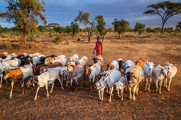 Young boy from Masai tribe coming back home with goats, Kenya, Africa. Maasai tribe inhabiting southern Kenya and northern Tanzania, and they are related to the Samburu.