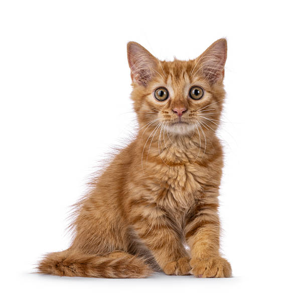 istock House cat kitten on white background 2248891831