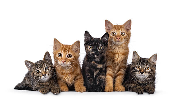 istock House cat kittens on white background 2248891853