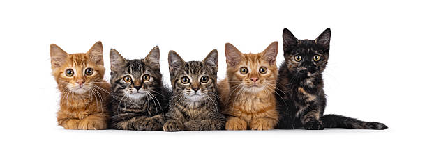 istock House cat kittens on white background 2248891865