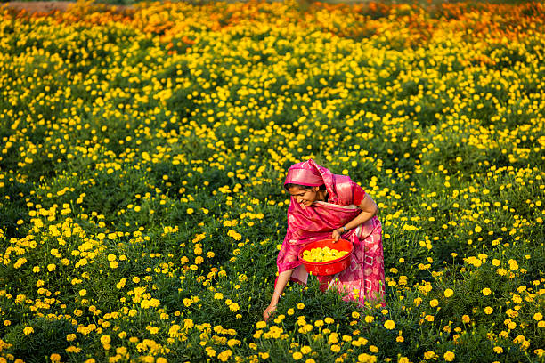 A woman in a bright pink sari bends over a vast field of blooming yellow marigolds, gathering flowers into a red plastic basin. Warm, golden sunlight illuminates the scene, highlighting the dense carpet of blossoms and the woman's focused, gentle movements as she harvests the blooms.