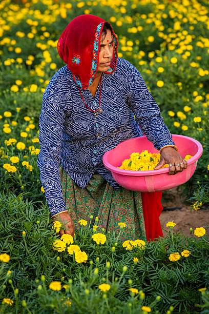 istock Marigold Harvest in Jaipur, India 2248891979