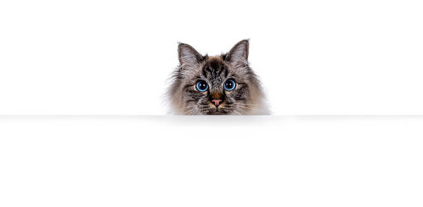istock Sacred Birman cat on white background 2248892035