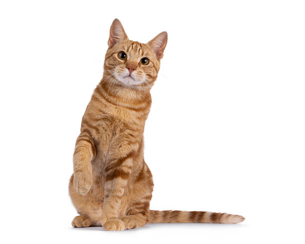 istock European Shorthair cat on white background 2248892251