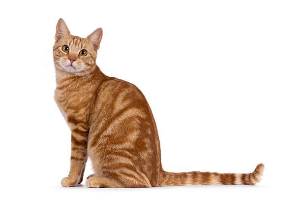 istock European Shorthair cat on white background 2248892261