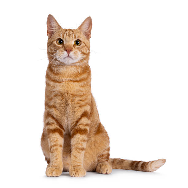 istock European Shorthair cat on white background 2248892288