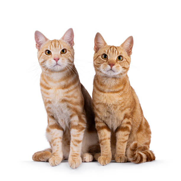 istock European Shorthair cats on white background 2248892389