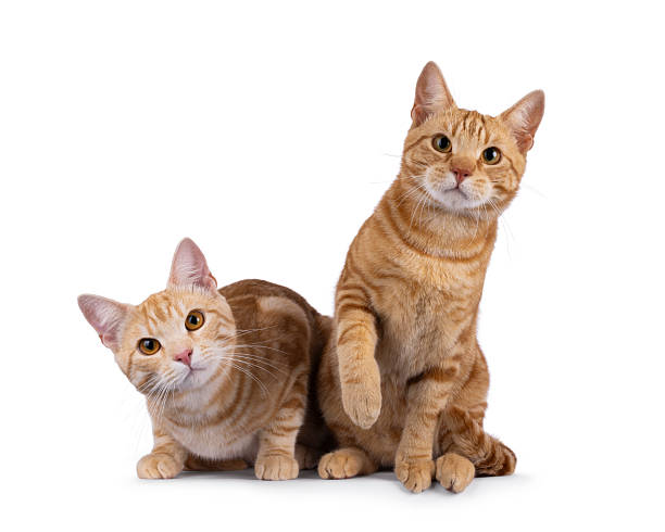 istock European Shorthair cats on white background 2248892411