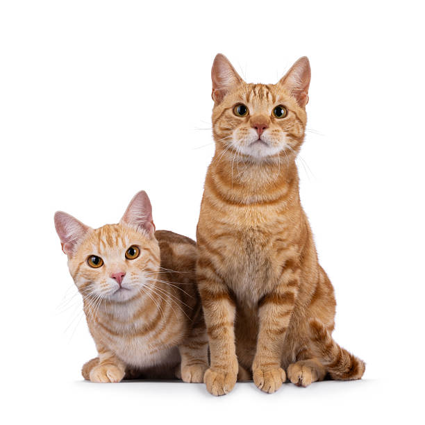 istock European Shorthair cats on white background 2248892422