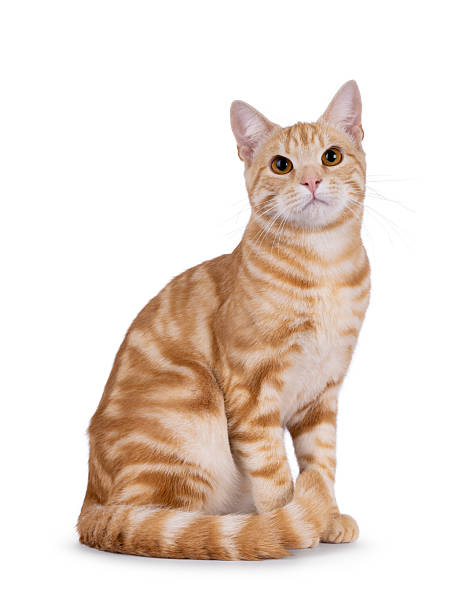 istock European Shorthair cat on white background 2248892433