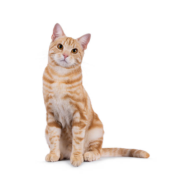 istock European Shorthair cat on white background 2248892461