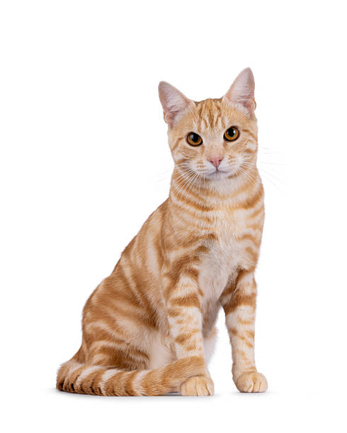 istock European Shorthair cat on white background 2248892495