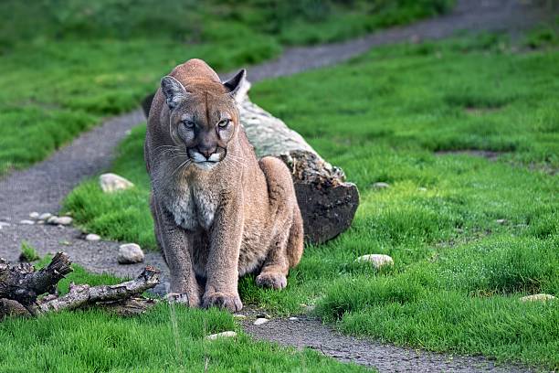 istock Majestic cougar prowling on grassy path. 2248892722
