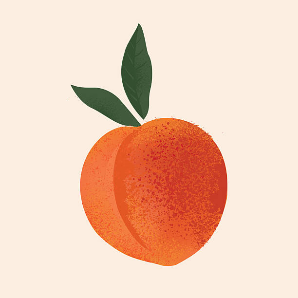 Ripe delicious apricot isolated on transparent background. Sweet fresh fruit. Realistic 3d illustration
