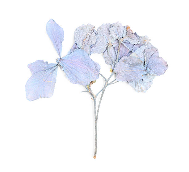 istock Beautiful dry hydrangea flowers isolated on white, top view 2248893600