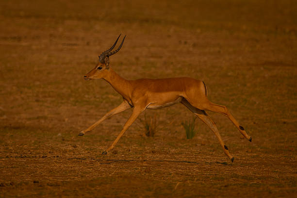 Male impala runs across plain in sunshine